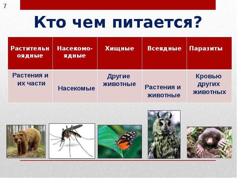 Травоядные животные и насекомые