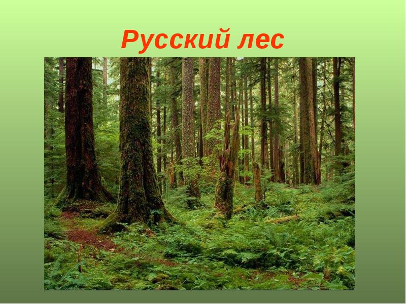 Русский лес презентация