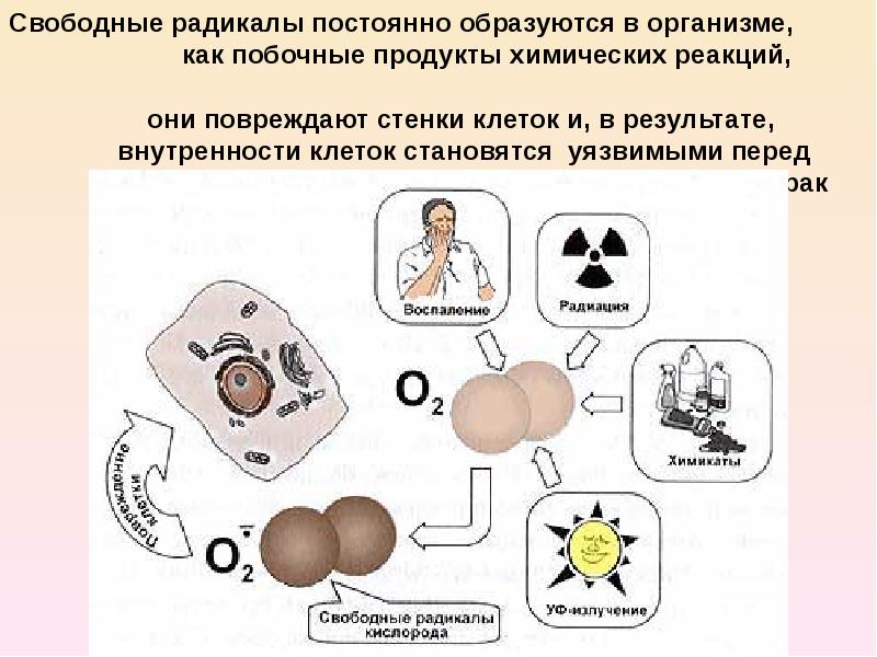 Постоянно появляется. Свободные радикалы -это канцерогены. Свободные радикалы радиация. Реакция организма на повреждение клетки. Повреждение клетки химическими веществами.