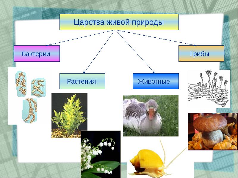 Заполни схему царство живой природы окружающий мир 2 класс