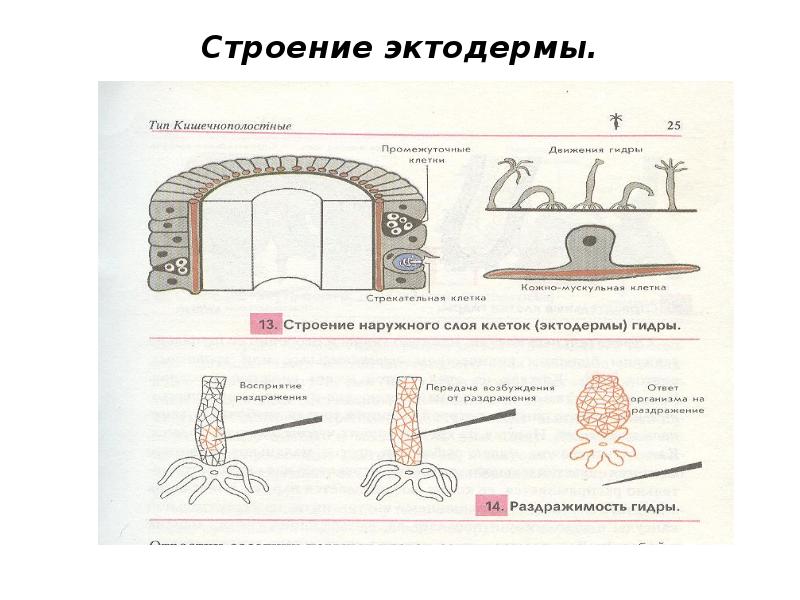 Клетки эктодермы. Строение эктодермы кишечнополостных. Состав эктодермы типа Кишечнополостные. Строение наружного слоя клеток эктодерма. Строение половой клетки эктодермы.