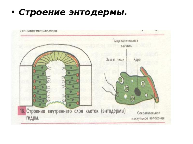 Клетки гидры картинки