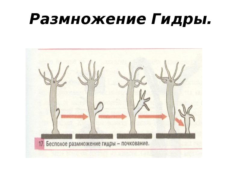 Бесполое размножение рисунок