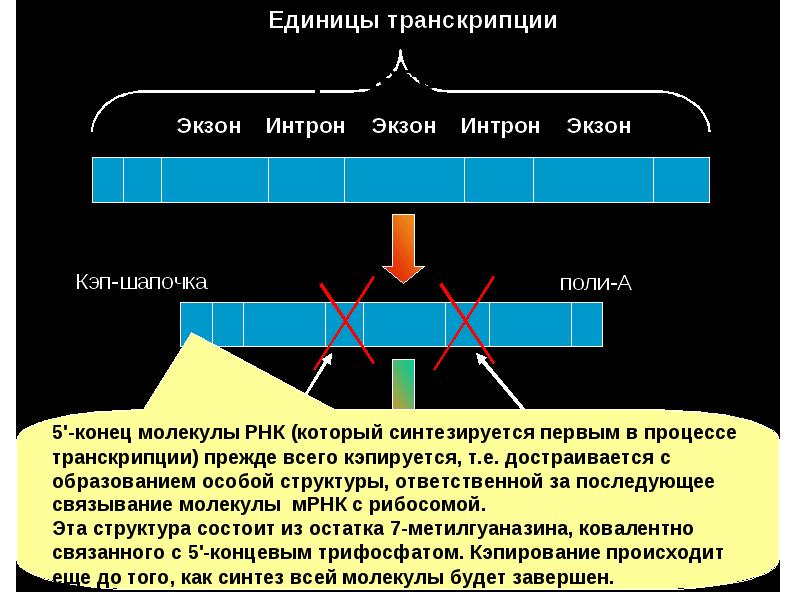 Единица деятельности. Интроны экзоны сплайсинг. Экзон интронное строение. Интроны ДНК. Интрон Гена.