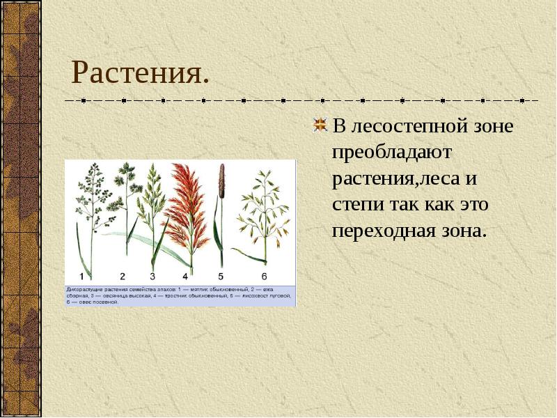 Какие растения преобладают. Растительность лесостепной зоны в России. Зона лесостепи растения. Растения лесостепной зоны кратко. Растительный мир лесостепной зоны России.