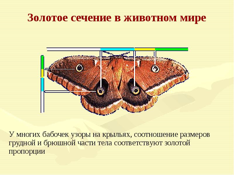 Золотое сечение в живой природе презентация