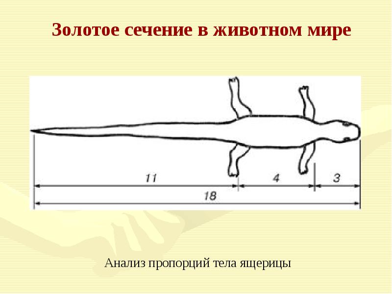 Золотое сечение в живой природе презентация