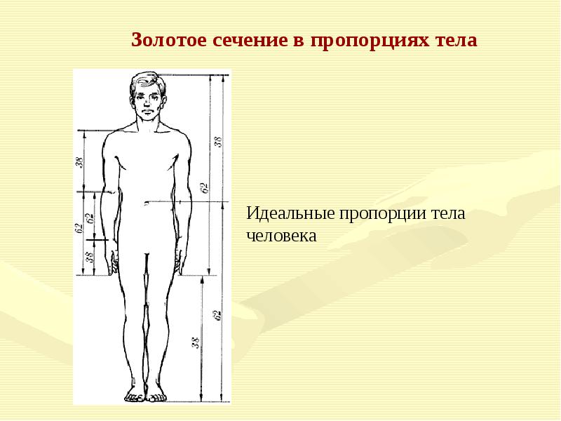 Проект золотое сечение в теле человека