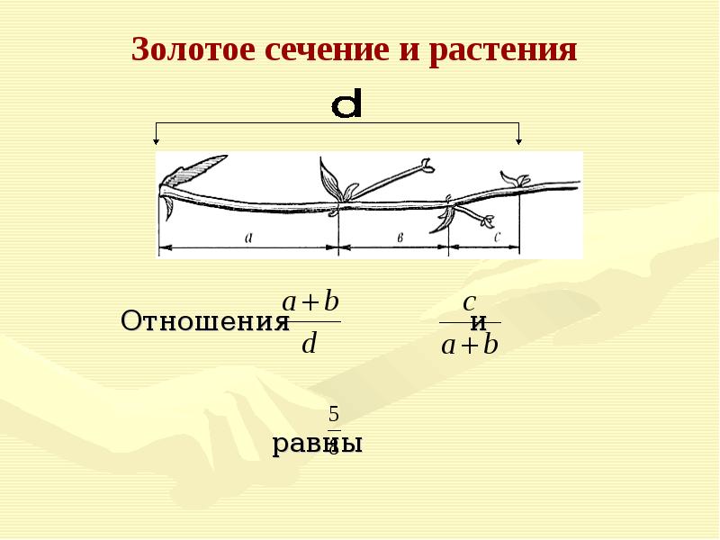 Метод золотого сечения блок схема