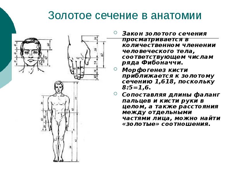 Золотое сечение в анатомии презентация