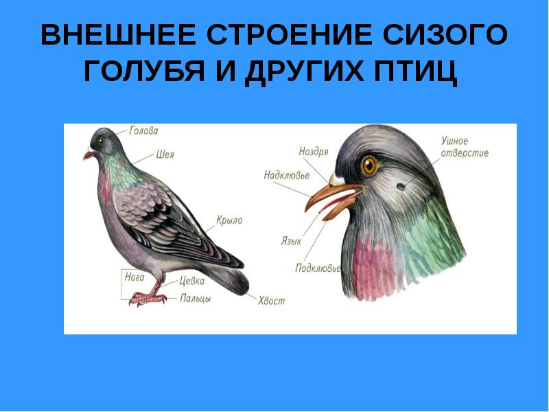 Тест по биологии 7 класс строение птиц. Внешнее строение сизого голубя. Сизый голубь строение. Внешнее строение птиц. Внешнее строение головы птицы.