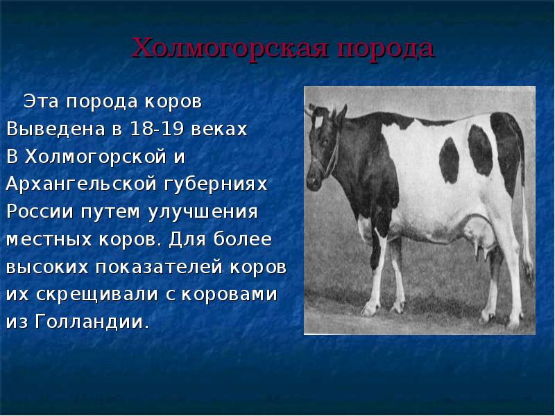 Презентация про корову