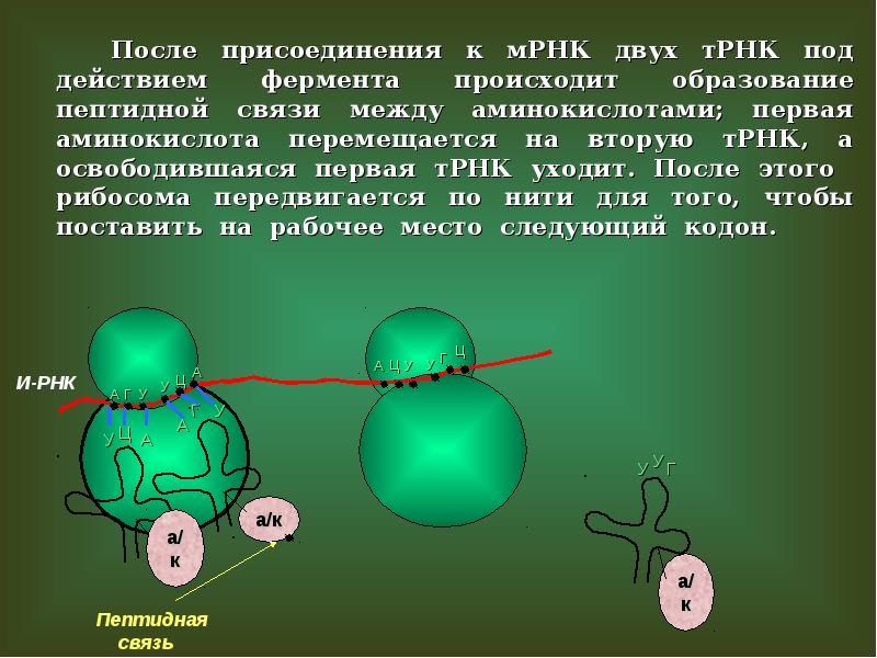 Биосинтез белка презентация 10 кл