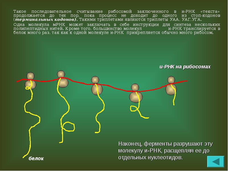 Скорость последовательного чтения. МРНК связанная с несколькими рибосомами.