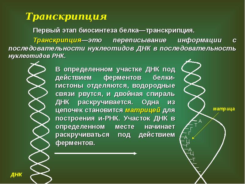 Презентация на тему биосинтез белка