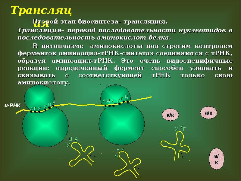 Темы для презентации по биологии 10 класс