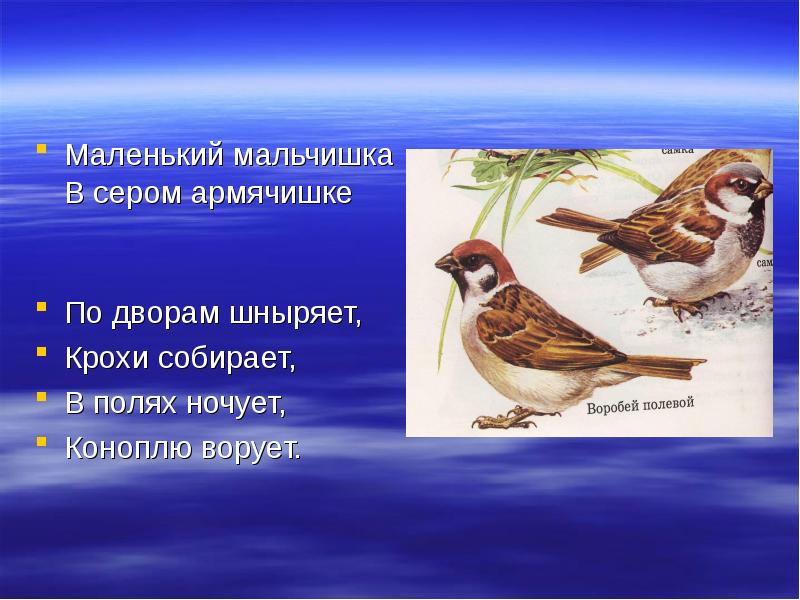 Мальчишка в сером армячишке ответ. Озорной воробей. Мальчишка в сером армячишке ответ. Мальчишка в сером армячишке ответ. Что означает в сером армячишке.