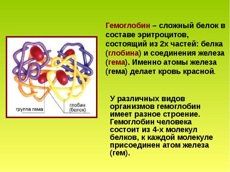 Презентация по химии гемоглобин