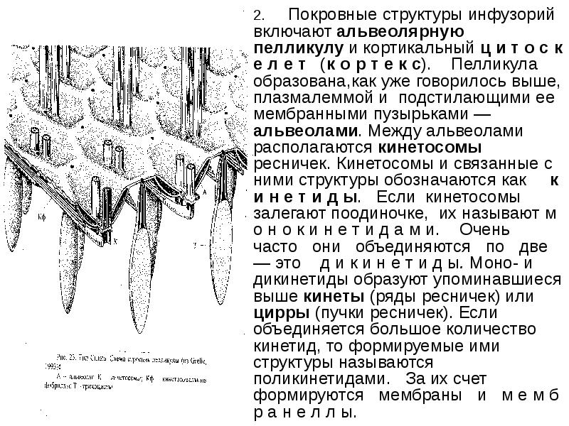 Первичная и вторичная кутикула эмали. Пелликула у клетки. Поверхностные образования на зубах. Пелликула инфузории. Порошица у инфузории.