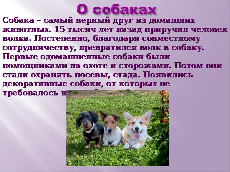 Рассказ о домашнем животном 2 класс. Рассказ о домашних питомцах. Презентация на тему собаки. Доклад о домашнем питомце. Собака для презентации.