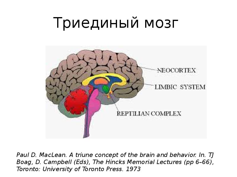 Маклин триединый мозг