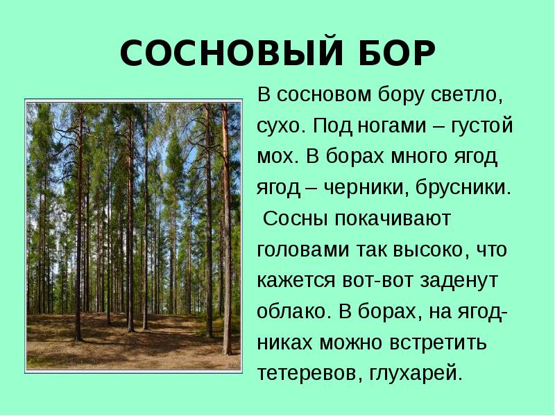 Край лесной текст. Описание леса. Сосновый лес для презентации. Сообщение о Сосновом Бору.