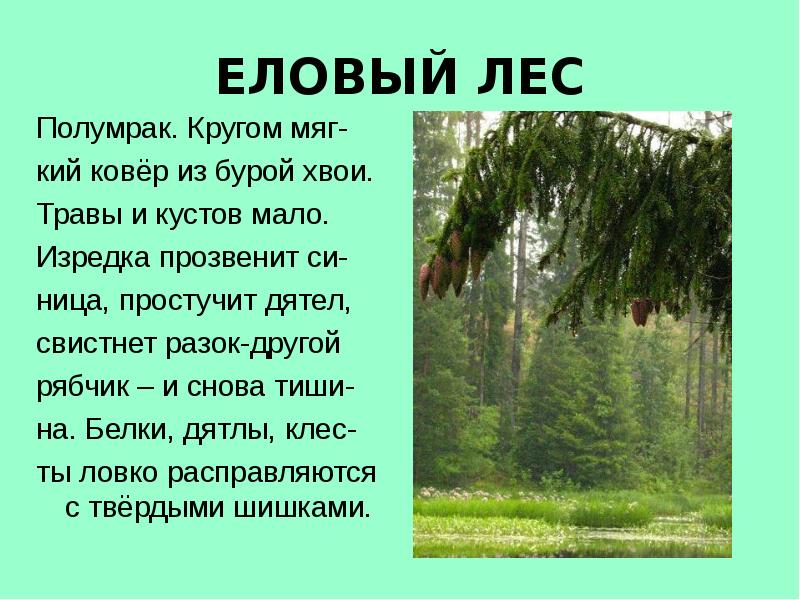 Текст описания лес. Презентация еловый лес. Еловый лес сообщение. Доклад про еловый лес. Сообщение о еловых лесах.