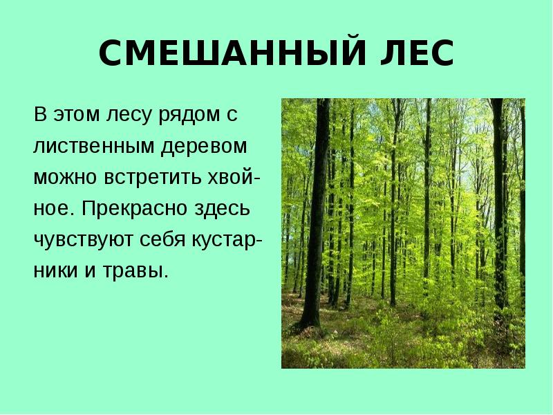 Описание леса. Доклад про лес. Стихи о лесе. Маленький доклад о лесу.