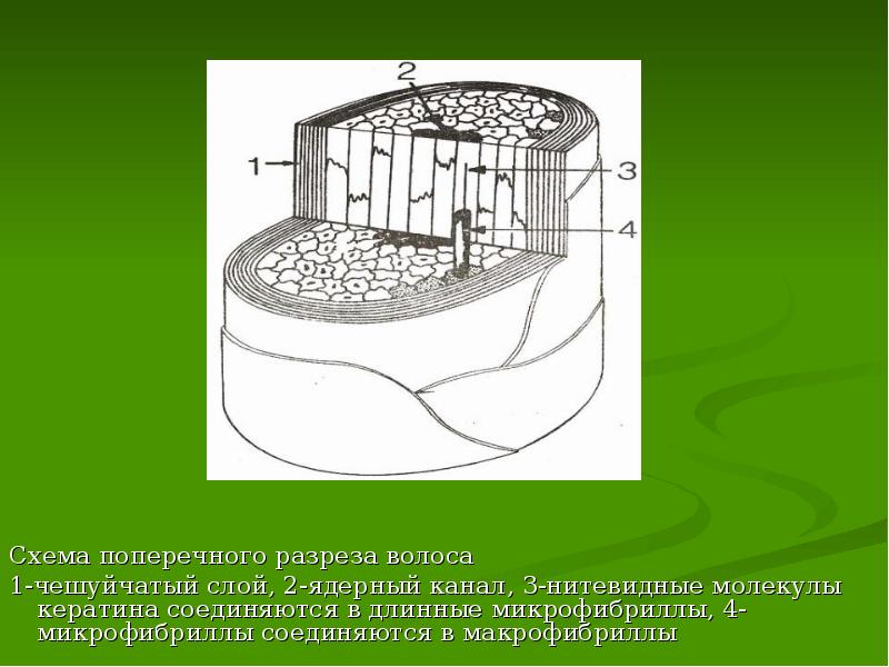 Схема волос в разрезе