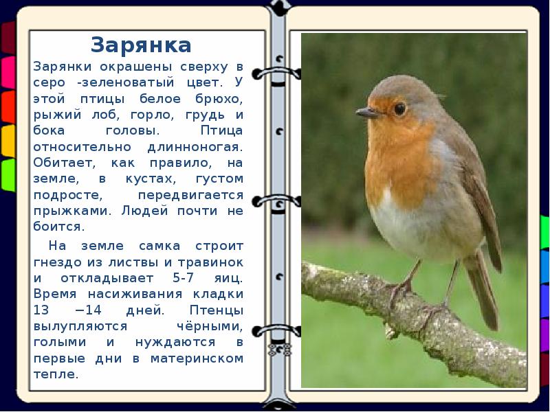 Сочинение по картине птицы. Описание зарянки. Описание птички Зырянки. Описание птички Зорянка. Птичка Зарянка описание.