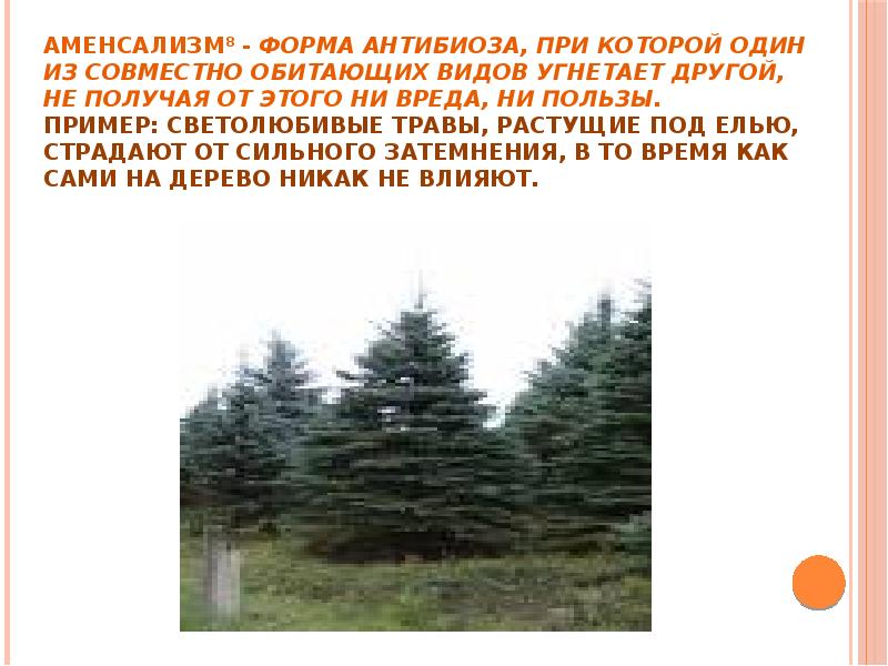 Комменсализм и аменсализм. Аменсализм. Светолюбивые травы растущие под елью. Трава растущая под елью. Аменсализм примеры.