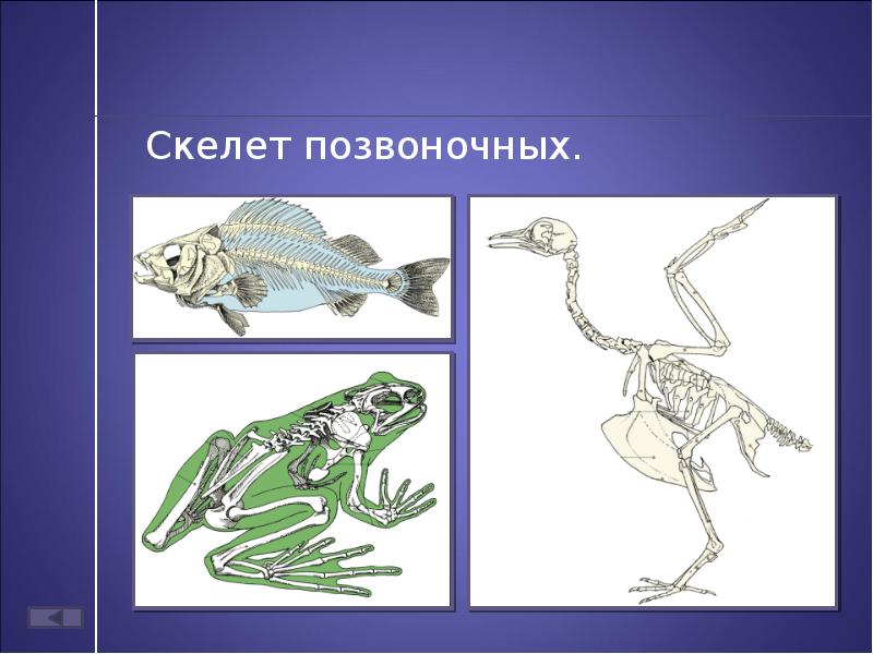 Внутренний скелет представители. Позвоночные скелет. Внутренний скелет позвоночных. Скелет позвоночного животного. Строение скелета животных.