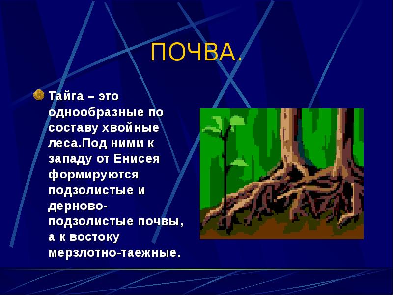 ПОЧВА.
Тайга – это однообразные по составу хвойные леса.Под ними к ПОЧВА.
Тайга – это однообразные по составу хвойные леса.Под ними к