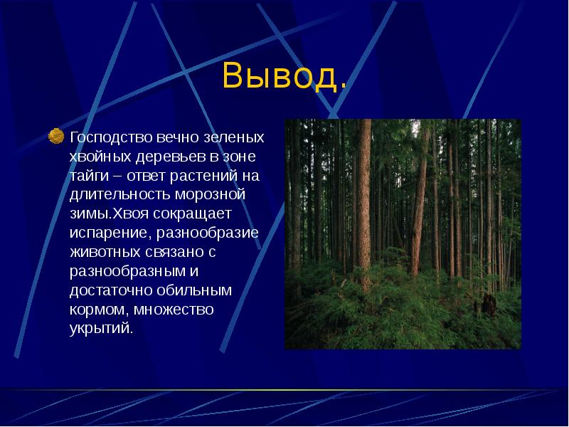 Вывод.
Господство вечно зеленых хвойных деревьев в зоне тайги – ответ Вывод.
Господство вечно зеленых хвойных деревьев в зоне тайги – ответ