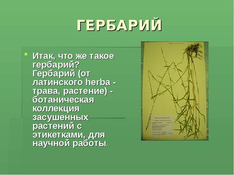 Что такое книксы фото