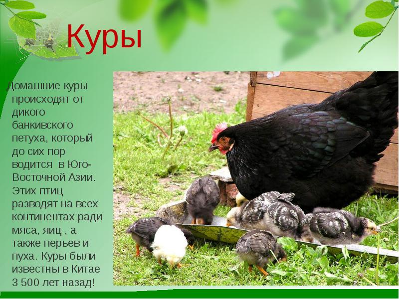 Проект про куриц