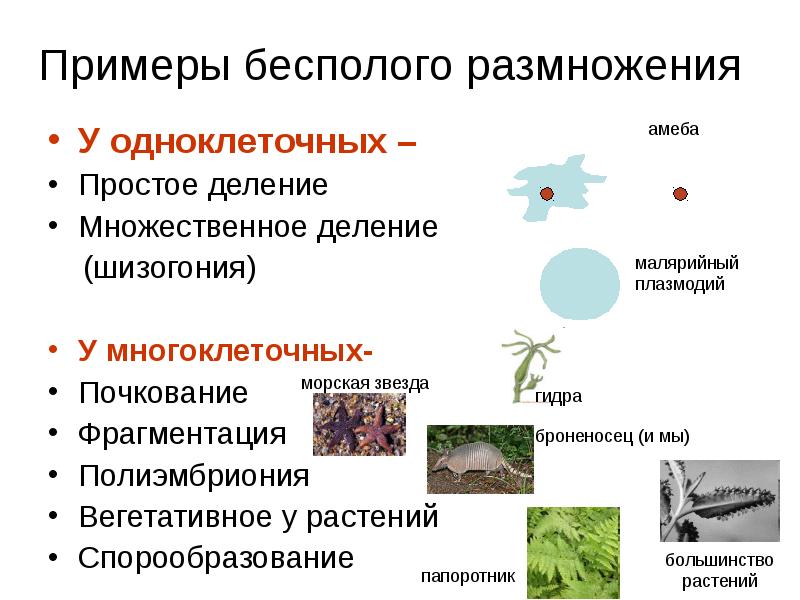 Типы бесполого размножения растений