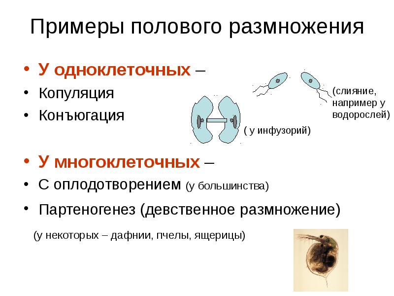 Проявление какого жизненного свойства у одноклеточных организмов иллюстрирует данный рисунок