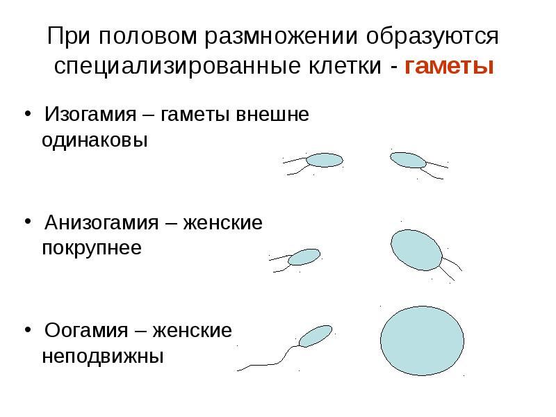 Половое размножение человека презентация 8 класс