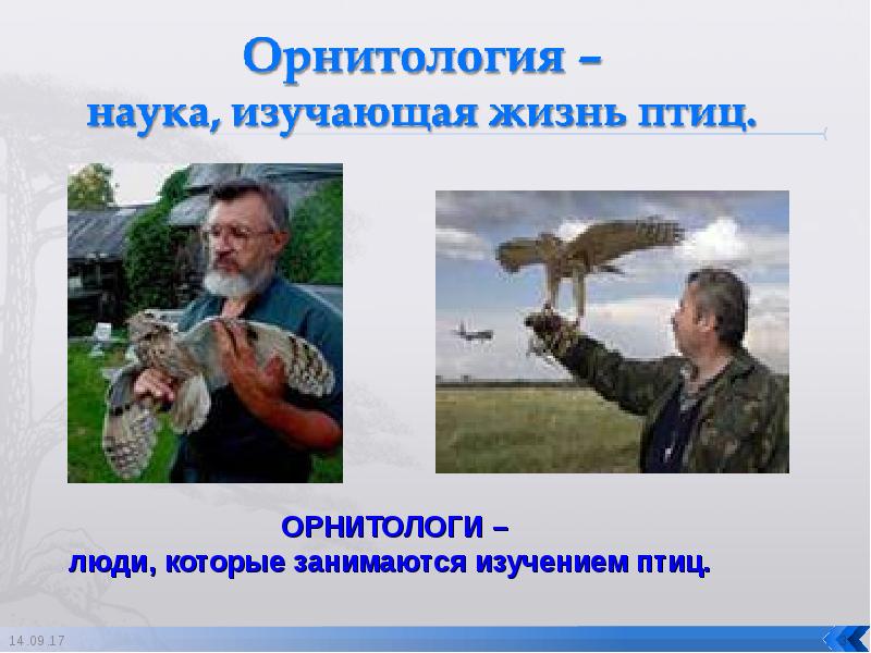 Проект в доу профессия орнитолог
