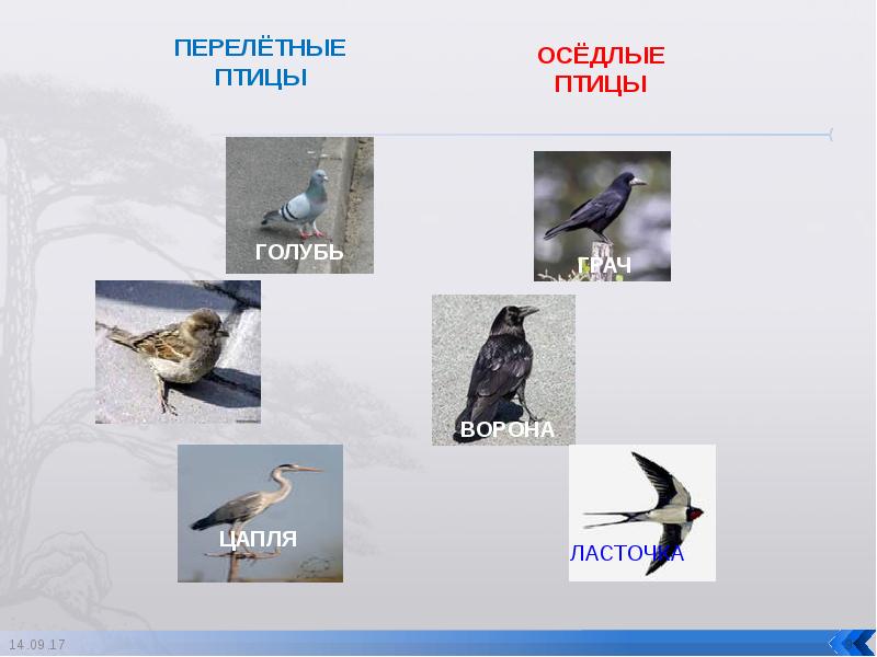 Оседлые Птицы Фото