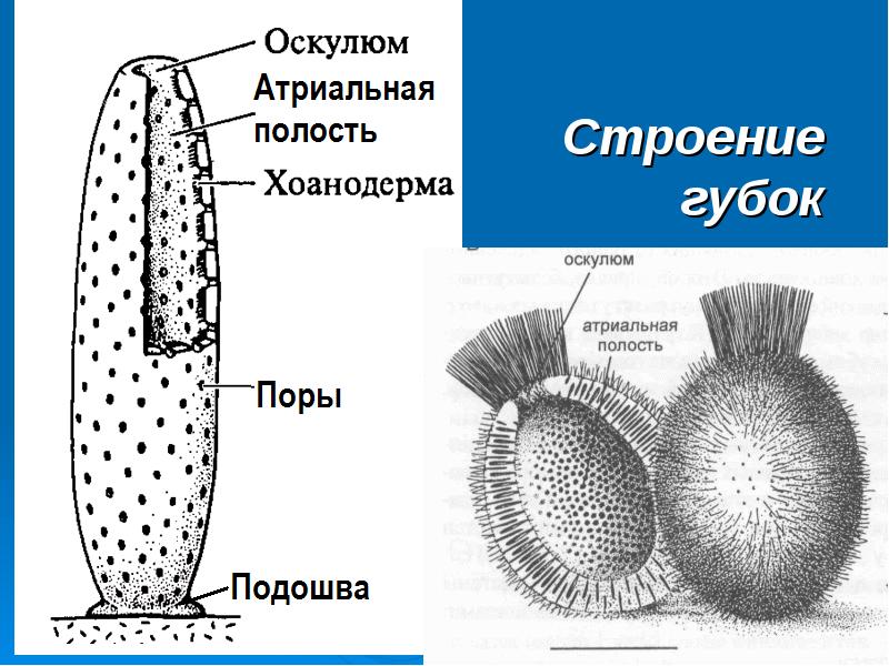 Строение Губки Картинки