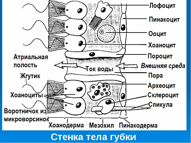 Строение Губки Картинки