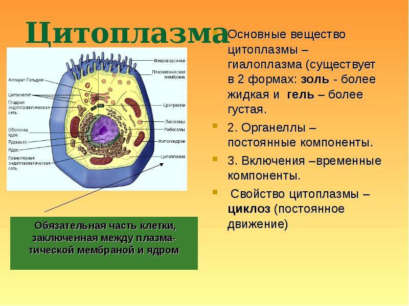 Клетка без цитоплазмы. Строение клетки оболочка цитоплазма органоиды включения. Строение органоидов цитоплазмы. Строение цитоплазмы клетки. Структура цитоплазмы.