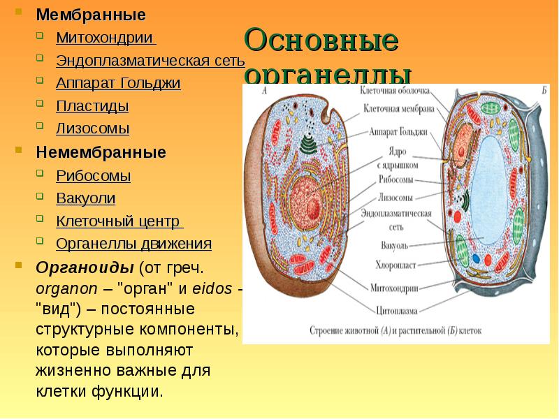 Как называют изображенную на рисунке клеточную структуру вакуоль ядро хлоропласты комплекс гольджи