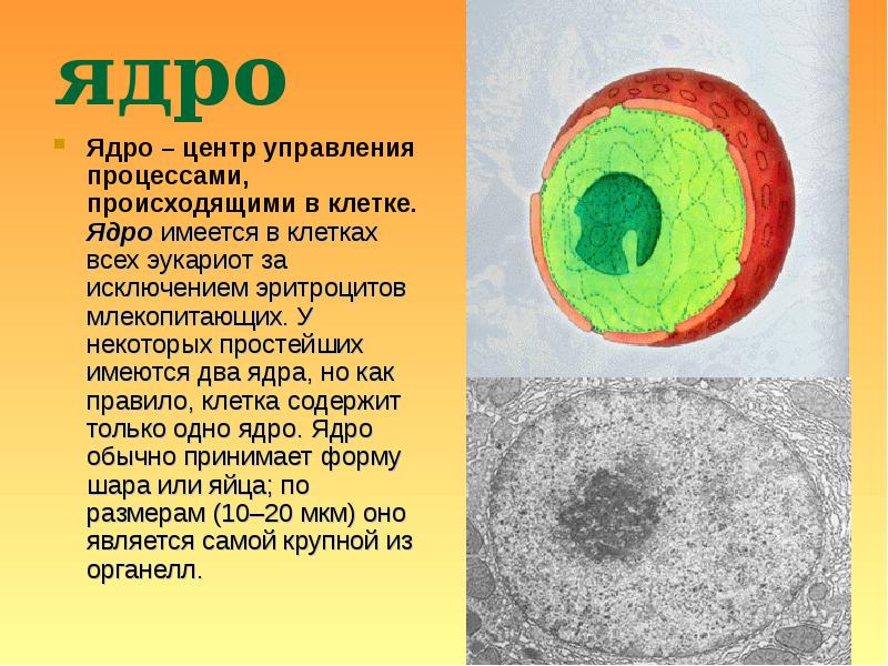 Презентация на тему ядро клетки