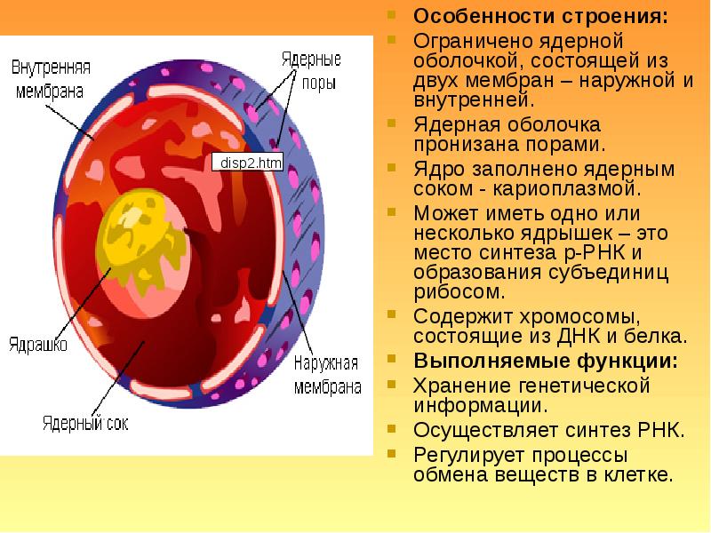 Ядерная оболочка клетки