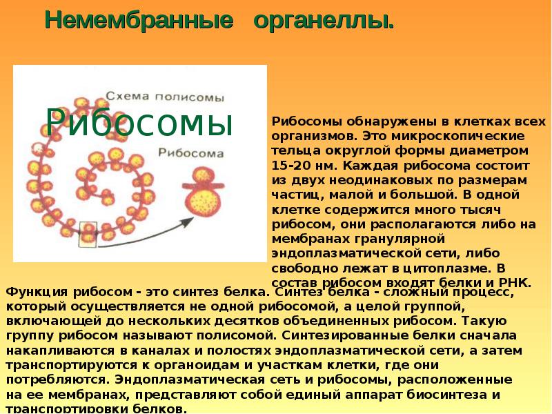 Рибосомы цитология. Цитология рибосомы. Строение рибосомы кратко. Рибосомы – фабрики сборки нужных клетке белков. Структура клетки рибосома.