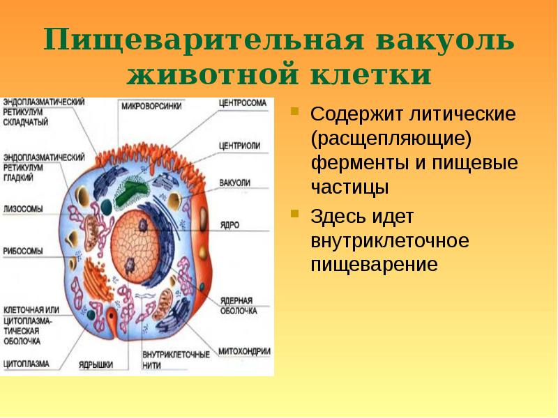 Центральная клетка функции. Клетка животного строение вакуоли. Строение вакуоли животной клетки. Пищеварительные вакуоли растительной клетки и животной.