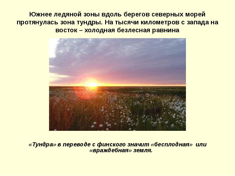 Эта природная зона протягивается вдоль северного побережья. Тундра протянулась. Тундра холодная Безлесная равнина. Зона тундры протянулась. Зона тундры протянулась вдоль.